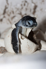 小笠原　アオウミガメの誕生