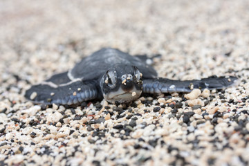 卵から生まれて海を目指すアオウミガメの赤ちゃん