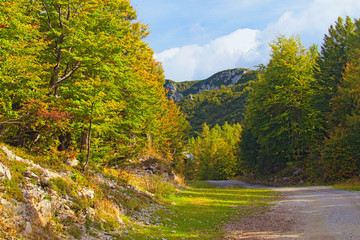 Mountain autumn landscape. Wide winding dirt road runs through the autumn forest, blue sky in the background. Concept of landscape and nature. Vogel ski center, Slovenia