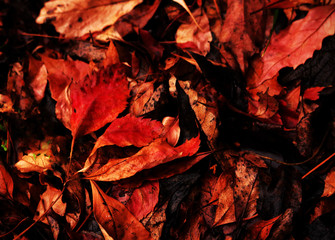 Red vibrant red and black autumn fallen leaves background