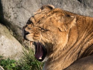 Fototapeta premium Lionne