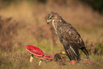 Common Buzzard, Buteo buteo