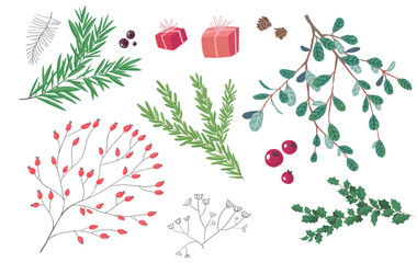 Isolated decorative elements green branches with berries. Gift boxes illustration. holly rosehip rosemary