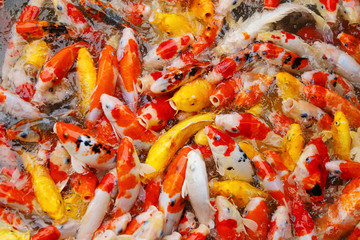 Obraz na płótnie Canvas Fancy Carp fishes background. Colourful Koi fishes eating food.