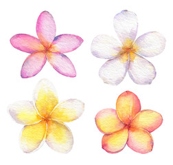 Watercolor set of tropical flowers plumeria(frangipani). - 304988687