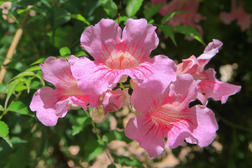 Pink flowers of a plant called azalea.