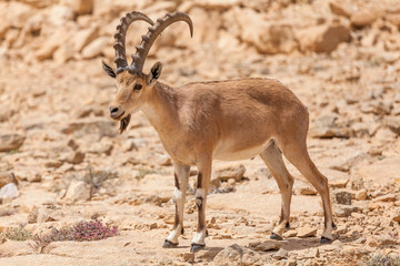 Nice view of Nubian ibex goat
