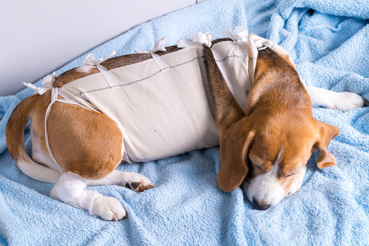 Beagle dog lying after surgery