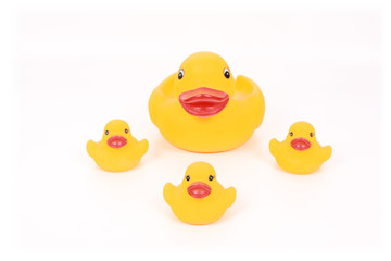 family of yellow ducks with mother on white background