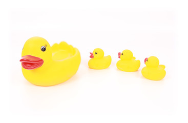 family of yellow ducks with mother on white background