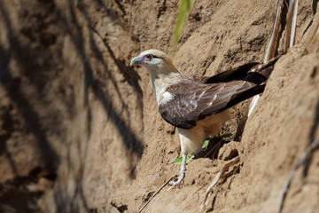 Yellow-headed Caracara - Milvago chimachima is a bird of prey in the family Falconidae. It is found in tropical and subtropical South America and the Central America