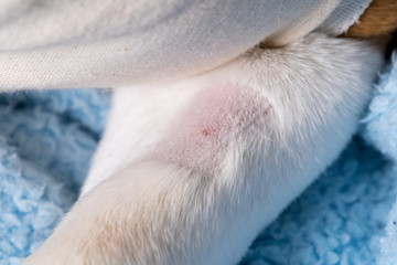 Sheared dog paw for catheter