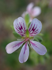 flower in garden