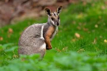 Poster Yellow-footed Rock Wallaby - Petrogale xanthopus - Australian kangaroo - wallaby sitting on the green grass © phototrip.cz