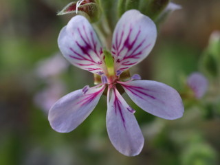 flower in garden