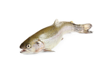 Fototapeta premium Raw cutthroat trout fish isolated on white