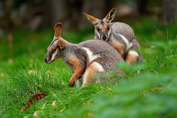 Yellow-footed Rock Wallaby - Petrogale xanthopus - Australian kangaroo - wallaby sitting on the green grass - obrazy, fototapety, plakaty