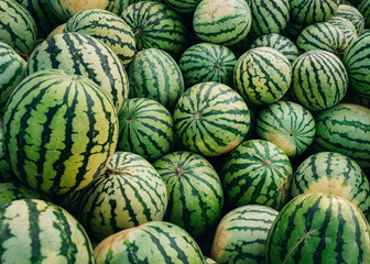 Fototapeta na wymiar Many sweet green watermelons with black stripes