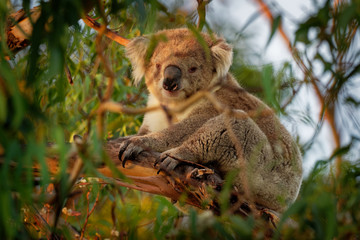 Koala - Phascolarctos cinereus on the tree in Australia, eating, climbing on eucaluptus