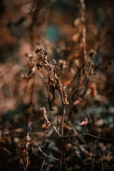 Dreamy nature scenes...