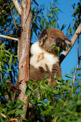 Koala - Phascolarctos cinereus on the tree in Australia, eating, climbing on eucaluptus