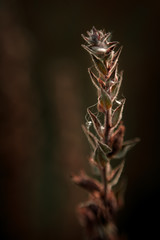 Reverse Helios 77M4 vintage lens shots of nature,plants and flowers. Extreme depth of field that renders artistic images. 