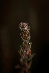 Reverse Helios 77M4 vintage lens shots of nature,plants and flowers. Extreme depth of field that renders artistic images. 