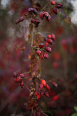 Briar, Wild Rosehip Shrub. Colorful closeup of briar berries in the field.