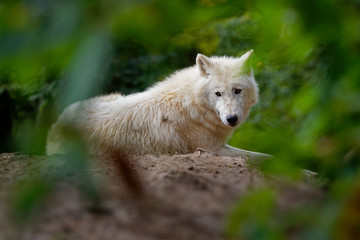 Arctic Wolf (Canis lupus arctos), Title picture, Green background, Portrait, laying on the hump behind the green branches