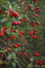 Briar, Wild Rosehip Shrub. Colorful closeup of briar berries in the field.