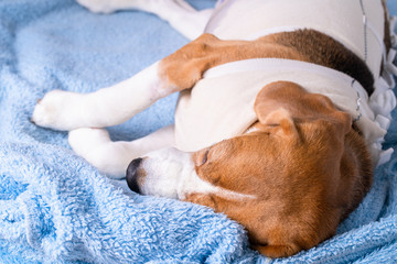 Sick dog after surgery sleepin