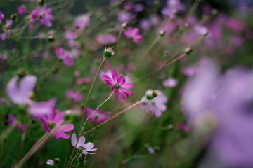 Purple flower blossom in the field. Beautiful close up of purple spring flowers.