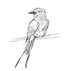 Hand drawn vector illustration. Sketch birds. Ink drafts bird. Engraving birs. Black and white. Isolated on white background. Small pipit.