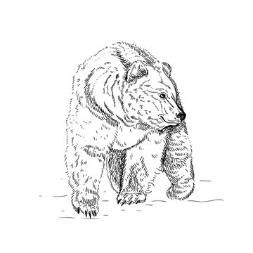 Hand drawn ink illustration. Vector black and white engrave isolated bear
