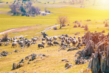 Obraz na płótnie Canvas Shepherd descending with the sheep from the mountain