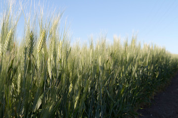 green wheat spikes growing in the border countryside. Selective focus