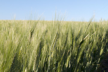 green wheat spikes growing in the border countryside