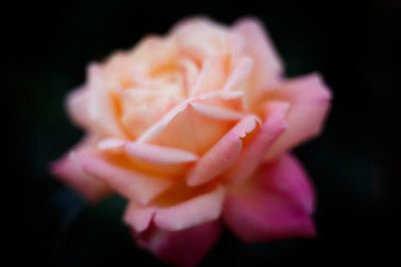 Pink rose closeup. Soft pink rose petals on a black background.