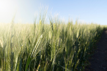 Obraz premium green wheat spikes growing in the border countryside. Selective focus