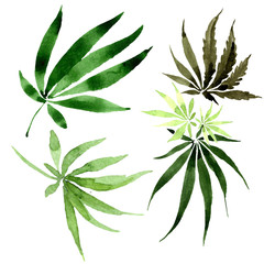 Cannabis green leaves. Watercolor background illustration set. Isolated cannabis illustration element.