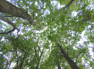 Oak forest in the afternoon.