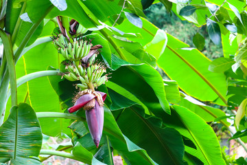 Obraz premium banana blossom properties to drink milk, nourish blood, help treat gastritis