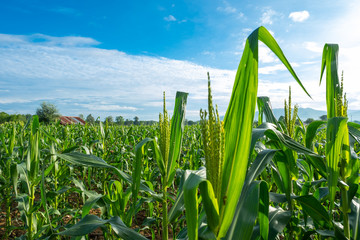 Close up corn flower in green corn field with beautiful clear blue sky background , Corn Agriculture , Corn Farm  