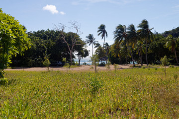 Plaża na Magnetic Island, QLD, Australia © Miroslaw