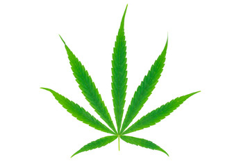 Isolated Cannabis leaf on white background , Hemp , Ganja , Marijuana 