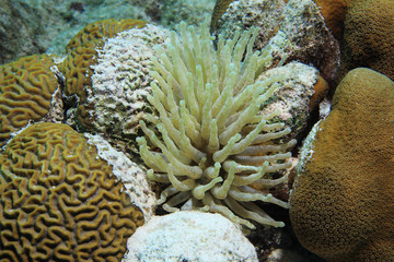 Caribbean giant anemone