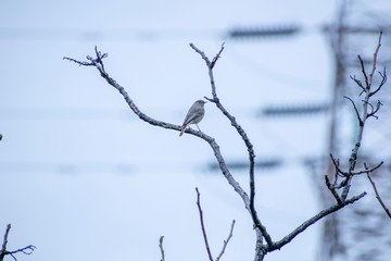 Female redstart standing on a branch at a cloudy day.