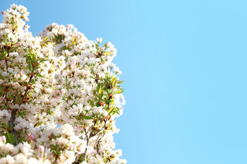 Blossoming cherry tree, closeup