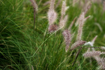 Close up Beautiful Feather grass in nature , Close up Grass Flower nature scene , Wild flower