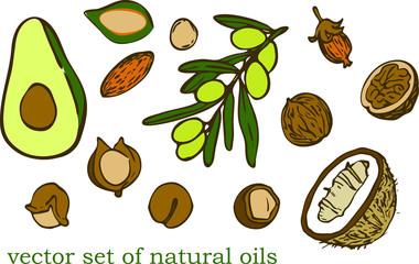 set of vector oil nut icons